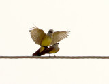 Western Kingbird - 5-27-2012 - Right Habitat - Right Time.