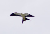 Swallow-tailed Kite - 8-4-2012 - 