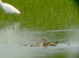 Black-bellied Whistling Duck - 7-15-2012 - Walls DeSoto Co. MS - adult with 11 young.