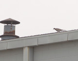 White-winged Dove - 6-10-2012 - Presidents Island - 