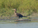 Neotropic Cormorant - 8-19-2012 Ensley TVA Lake
