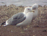 California Gull - 2-25-04 - Pace Point