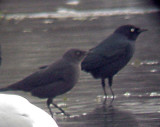 Bewers Blackbird - male and female -