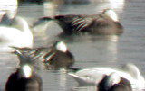 Rosss Goose - blue morph