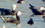 Rosss Goose