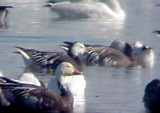 Rosss Goose