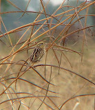 Nelsons Sharp-tailed Sparrow