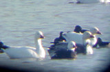 Rosss Goose -