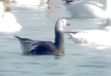Rosss Goose 12-30-07