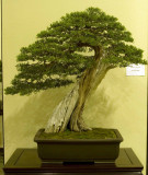 Juniperus, californica by David Nguy