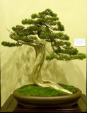 Juniperus california by Ernie Kuo
