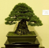 Pinus parvifolia by John Wang, Owner: TC Pan