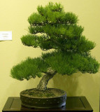 Pinus thunbergii by Thong Pham