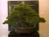 Juniperus, c. prostrata by Thong Pham