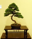 Juniperus c. procumbens by Hank Sigimoto