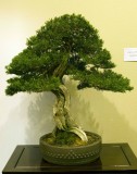 Juniperus, c. prostrata by Hank Sugimoto