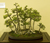 Ulmus parvifolia by Ken Teh
