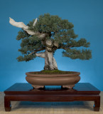 Juniperus squamata 'Prostata'