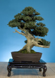 Juniperus squamata 'San Jose'