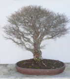 Ulmus parvifolia 'Seiju'