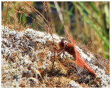 Red Dragonfly, Yellowstone