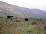Cattle_Herd.jpg