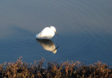Snowy egret 1992