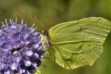 Butterfly Gonepteryx rhamni