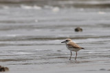 White-faced Plover (Charadrius a. dealbatus) - female