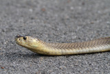 Monocled Cobra (Naja kaouthia)