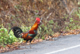 Red Junglefowl (Gallus gallus)