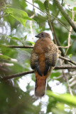 Philippine Trogon (Harpactes ardens)