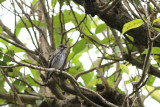 Grey-streaked Flycatcher (Muscicapa griseisticta)