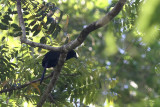 Black-hooded Coucal (Centropus steerii)