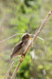 Marsh Warbler (Notiocichla palustris)