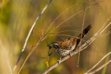 Sincor Antwren (Formicivora grantsaui)