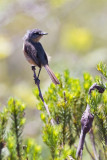 Grey-backed Tachuri (Polystictus superciliaris)