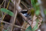 White-bibbed Antbird (Myrmoderus loricatus)