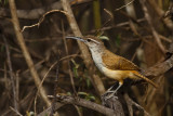 Long-billed Wren (Cantorchilus longirostris bahiae)