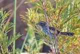 Sincor Antwren (Formicivora grantsaui)