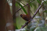 White-backed Fire-eye (Pyriglena leuconota)