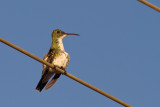 Plain-bellied Emerald (Agyrtria leucogaster)