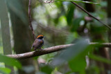 Black-cheeked Gnateater (Conopophaga melanops)