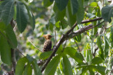 Blond-crested Woodpecker (Celeus flavescens intercedens)