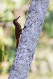 Buff-throated Woodcreeper (Xiphorhynchus guttatus)