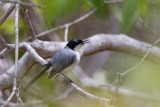 Tropical Gnatcatcher (Polioptila plumbea)