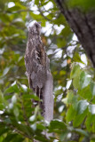 Common Potoo (Nyctibius griseus)