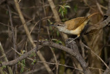 Long-billed Wren (Cantorchilus longirostris bahiae)
