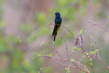 Swallow-tailed Hummingbird (Eupetomena macrourus)