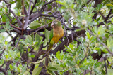Caatinga Parakeet (Aratinga cactorum)